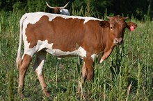 RR Spotted Belle (Calf 2024)