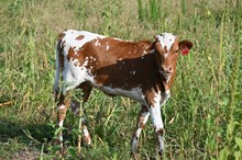 RR Super Shaggy (Calf 2024)