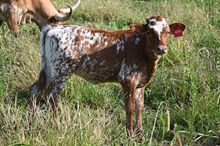 RR Fire Cracker Beauty (Calf 2024)